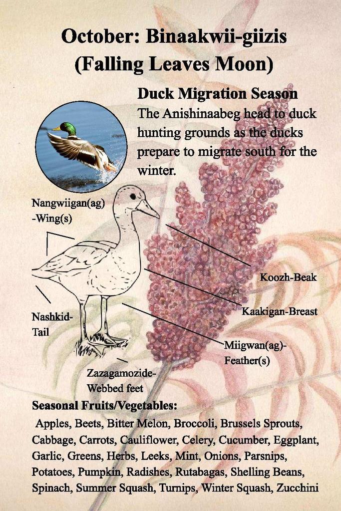 Description of Duck